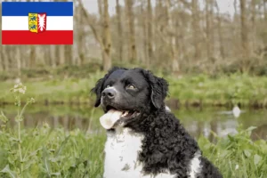 Mehr über den Artikel erfahren Friesischer Wasserhund Züchter und Welpen in Schleswig-Holstein