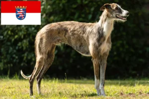 Mehr über den Artikel erfahren Galgo Espanol Züchter und Welpen in Hessen