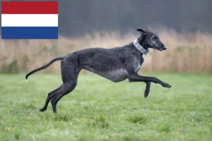 Mehr über den Artikel erfahren Galgo Espanol Züchter und Welpen in den Niederlanden