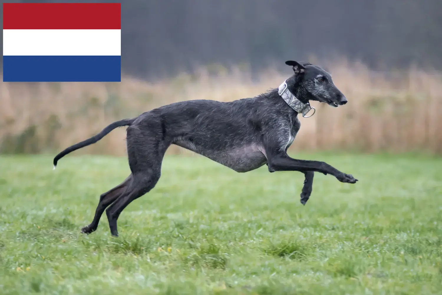 Galgo Espanol Züchter und Welpen in den Niederlanden DogWeb.de