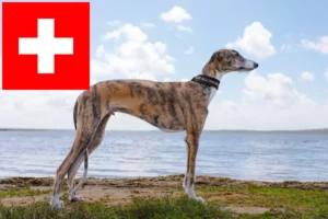 Mehr über den Artikel erfahren Galgo Espanol Züchter und Welpen in der Schweiz