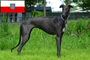 Mehr über den Artikel erfahren Galgo Espanol Züchter und Welpen in Thüringen