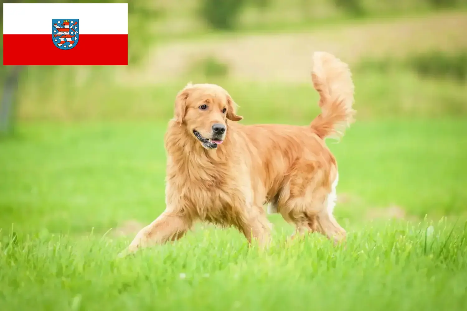 Golden Retriever Züchter und Welpen in Thüringen DogWeb.de