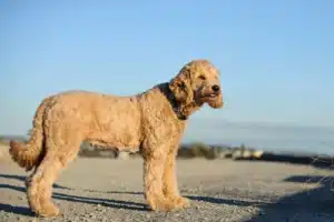 Mehr über den Artikel erfahren Goldendoodle Züchter