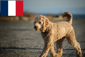 Mehr über den Artikel erfahren Goldendoodle Züchter und Welpen in Frankreich