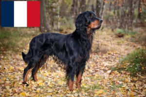 Mehr über den Artikel erfahren Gordon Setter Züchter und Welpen in Frankreich