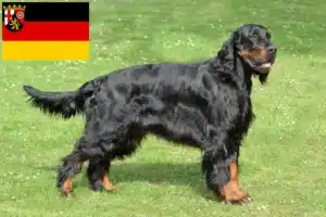 Mehr über den Artikel erfahren Gordon Setter Züchter und Welpen in Rheinland-Pfalz