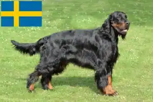 Mehr über den Artikel erfahren Gordon Setter Züchter und Welpen in Schweden