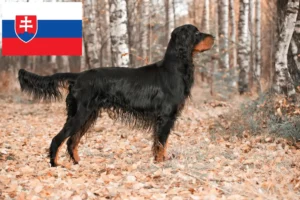 Mehr über den Artikel erfahren Gordon Setter Züchter und Welpen in der Slowakei