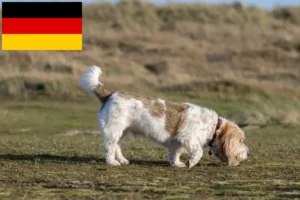 Mehr über den Artikel erfahren Grand Basset Griffon Vendéen Züchter und Welpen in Deutschland