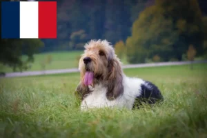 Mehr über den Artikel erfahren Grand Basset Griffon Vendéen Züchter und Welpen in Frankreich