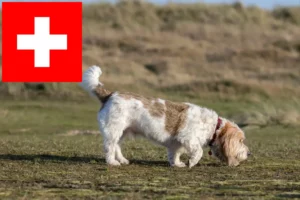 Mehr über den Artikel erfahren Grand Basset Griffon Vendéen Züchter und Welpen in der Schweiz