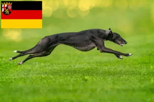 Mehr über den Artikel erfahren Greyhound Züchter und Welpen in Rheinland-Pfalz