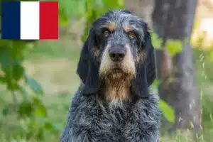 Mehr über den Artikel erfahren Griffon Bleu de Gascogne Züchter und Welpen in Frankreich