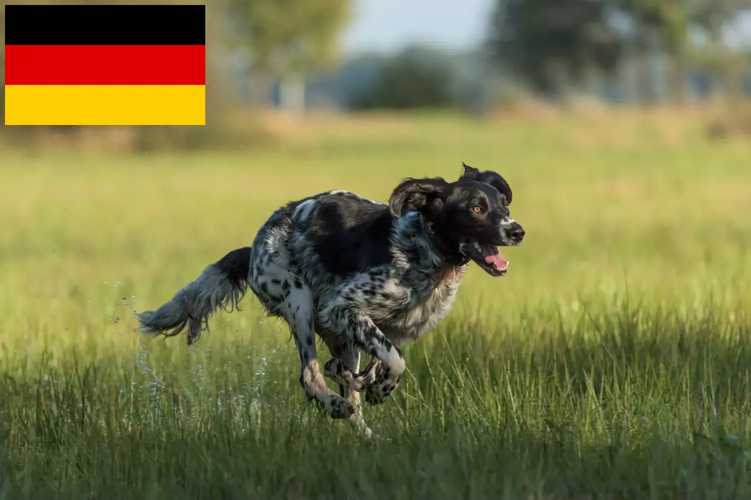 Großer Münsterländer Züchter und Welpen in Deutschland - DogWeb.de