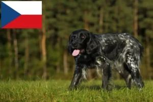 Mehr über den Artikel erfahren Großer Münsterländer Züchter und Welpen in Tschechien