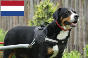 Mehr über den Artikel erfahren Großer Schweizer Sennenhund Züchter und Welpen in den Niederlanden