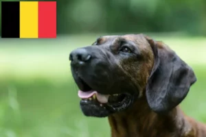 Mehr über den Artikel erfahren Hannoverscher Schweißhund Züchter und Welpen in Belgien