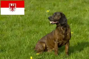 Mehr über den Artikel erfahren Hannoverscher Schweißhund Züchter und Welpen in Brandenburg