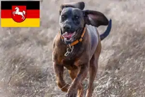 Mehr über den Artikel erfahren Hannoverscher Schweißhund Züchter und Welpen in Niedersachsen