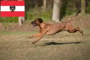 Mehr über den Artikel erfahren Hannoverscher Schweißhund Züchter und Welpen in Österreich