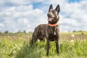 Mehr über den Artikel erfahren Hollandse Herdershond Züchter