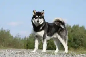 Mehr über den Artikel erfahren Husky Züchter