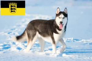 Mehr über den Artikel erfahren Husky Züchter und Welpen in Baden-Württemberg