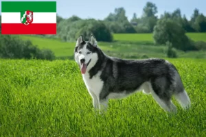 Mehr über den Artikel erfahren Husky Züchter und Welpen in Nordrhein-Westfalen