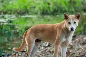 Mehr über den Artikel erfahren Indian pariah dog Züchter