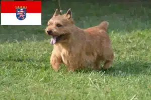 Mehr über den Artikel erfahren Irish Glen of Imaal Terrier Züchter und Welpen in Hessen