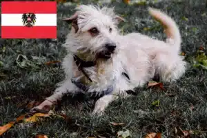 Mehr über den Artikel erfahren Irish Glen of Imaal Terrier Züchter und Welpen in Österreich