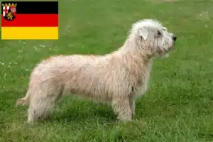 Mehr über den Artikel erfahren Irish Glen of Imaal Terrier Züchter und Welpen in Rheinland-Pfalz