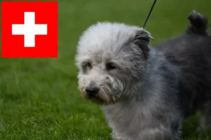 Mehr über den Artikel erfahren Irish Glen of Imaal Terrier Züchter und Welpen in der Schweiz