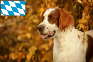 Mehr über den Artikel erfahren Irish Red and White Setter Züchter und Welpen in Bayern