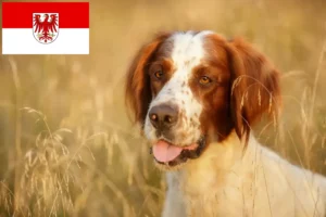 Mehr über den Artikel erfahren Irish Red and White Setter Züchter und Welpen in Brandenburg