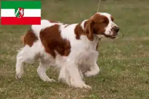 Mehr über den Artikel erfahren Irish Red and White Setter Züchter und Welpen in Nordrhein-Westfalen