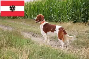 Mehr über den Artikel erfahren Irish Red and White Setter Züchter und Welpen in Österreich