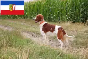 Mehr über den Artikel erfahren Irish Red and White Setter Züchter und Welpen in Schleswig-Holstein