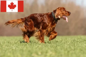 Mehr über den Artikel erfahren Irish Red Setter Züchter und Welpen in Kanada