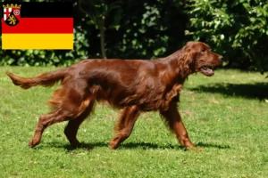 Mehr über den Artikel erfahren Irish Red Setter Züchter und Welpen in Rheinland-Pfalz