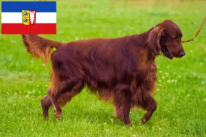 Mehr über den Artikel erfahren Irish Red Setter Züchter und Welpen in Schleswig-Holstein