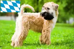 Mehr über den Artikel erfahren Irish Soft Coated Wheaten Terrier Züchter und Welpen in Bayern