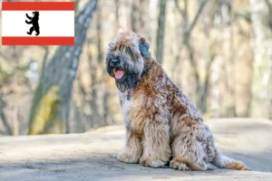 Mehr über den Artikel erfahren Irish Soft Coated Wheaten Terrier Züchter und Welpen in Berlin