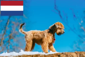 Mehr über den Artikel erfahren Irish Soft Coated Wheaten Terrier Züchter und Welpen in den Niederlanden