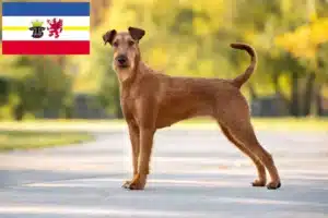 Mehr über den Artikel erfahren Irish Terrier Züchter und Welpen in Mecklenburg-Vorpommern