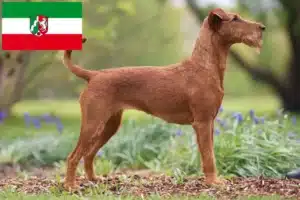 Mehr über den Artikel erfahren Irish Terrier Züchter und Welpen in Nordrhein-Westfalen