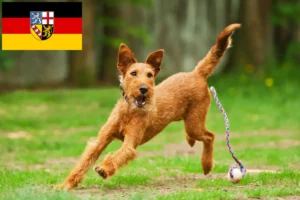 Mehr über den Artikel erfahren Irish Terrier Züchter und Welpen im Saarland