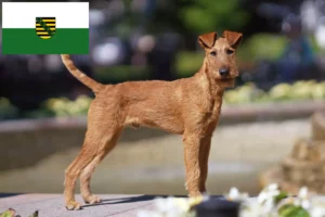 Mehr über den Artikel erfahren Irish Terrier Züchter und Welpen in Sachsen