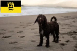 Mehr über den Artikel erfahren Irish Water Spaniel Züchter und Welpen in Baden-Württemberg